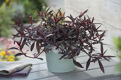 网易集英社手游《unVEIL the world》确定10月16日运营